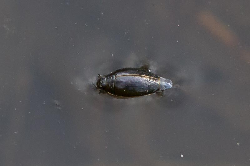 Gyrinus substriatus (Common Whirligig).jpg